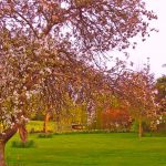 Minstrel Court Wedding - BLOSSOM IN THE SPRING