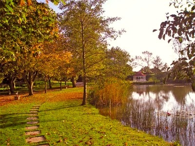 Minstrel Court Wedding - the maples in autumn